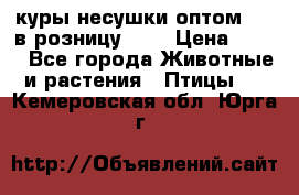 куры несушки.оптом 160 в розницу 200 › Цена ­ 200 - Все города Животные и растения » Птицы   . Кемеровская обл.,Юрга г.